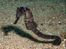 Hippocampus mohnikei