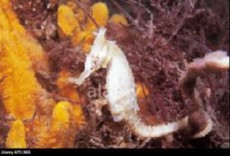 Hippocampus whitei