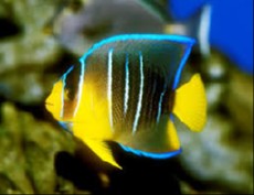 Holacanthus bermudensis juwel