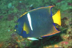 Holacanthus passer adult