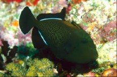 Melichthys indicus