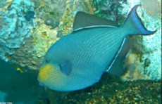 Melichthys niger