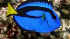 PARACANTHURUS HEPATUS