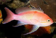 PSEUDANTHIAS CARLSONI