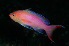 PSEUDANTHIAS ELONGATUS