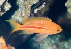 PSEUDANTHIAS FASCIATUS