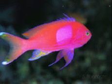 PSEUDANTHIAS PLEUROTAENIA