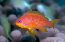 PSEUDANTHIAS SQUAMIPINNIS