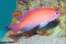 PSEUDANTHIAS TRUNCATUS