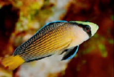 PSEUDOCHROMIS SPLENDENS