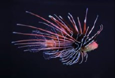 PTEROIS RADIATA