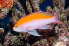 Pseudanthias bicolor