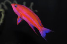 Pseudanthias randalli