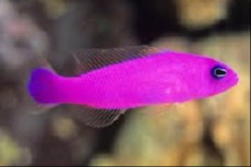Pseudochromis porphyreus