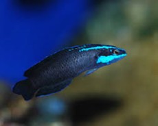 Pseudochromis springeri