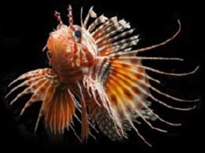 Pterois mombasae