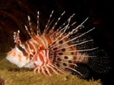 Pterois sphex