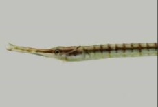 Syngnathus louisianae