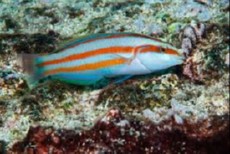 Thalassoma ascensionis