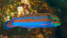 Thalassoma cupido