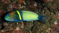 Thalassoma hebraicum