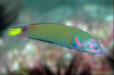 Thalassoma lunare