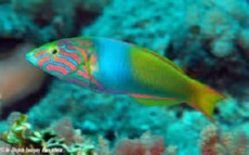 Thalassoma lutescens