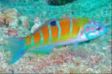 Thalassoma pavo