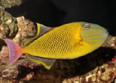 Xanthichthys mento