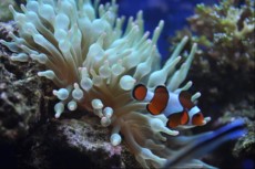 ANEMONA ENTACMAEA BELA BUBLE ANEMONA ENTACMAEA BELA BUBLE