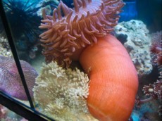 ANEMONA Heteractis magnifica ANEMONA Heteractis magnifica