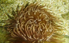 ANEMONA Heteractys magnifica ANEMONA Heteractys magnifica