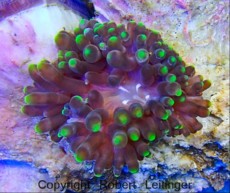 ANEMONA MACRODACTYLA LILA ANEMONA MACRODACTYLA LILA