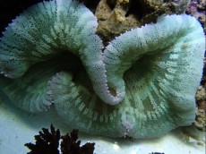ANEMONA STICHODACTYLA ANEMONA STICHODACTYLA