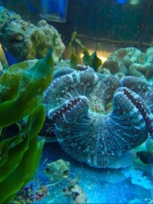 ANEMONA Stoichacthus stripe carpet anemone ANEMONA Stoichacthus stripe carpet anemone