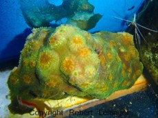 LPS ACANTHASTREA ECHINATA LPS ACANTHASTREA ECHINATA