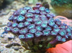 LPS ALVEOPORA FENESTRATA1 LPS ALVEOPORA FENESTRATA1