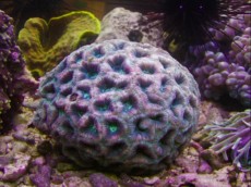 LPS Acanthastrea1 LPS Acanthastrea1