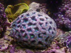 LPS Acanthastrea1