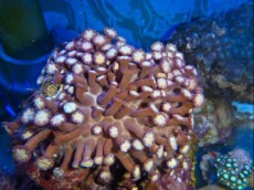 LPS Alveopora pink LPS Alveopora pink