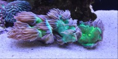 LPS Catalaphyllia jardine LPS Catalaphyllia jardine