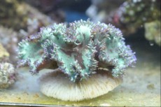 LPS Catalaphyllia jardinei LPS Catalaphyllia jardinei