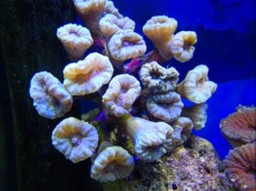 LPS Caulastrea blue LPS Caulastrea blue