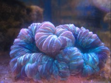 LPS Cynarina blue LPS Cynarina blue