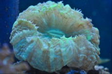 LPS Cynarina white LPS Cynarina white