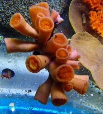 LPS Dendrophyllia