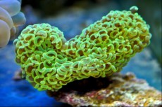 LPS Euphyllia ancora metal green LPS Euphyllia ancora metal green