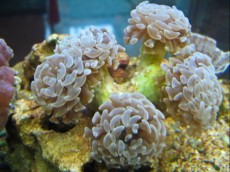 LPS Euphyllia ancora sp LPS Euphyllia ancora sp