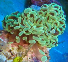 LPS Euphyllia green small LPS Euphyllia green small
