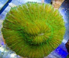LPS FUNGIA GREEN METAL YELLOW LPS FUNGIA GREEN METAL YELLOW